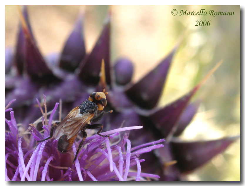 X-Fly  :  Melanosoma bicolor (Conopidae)